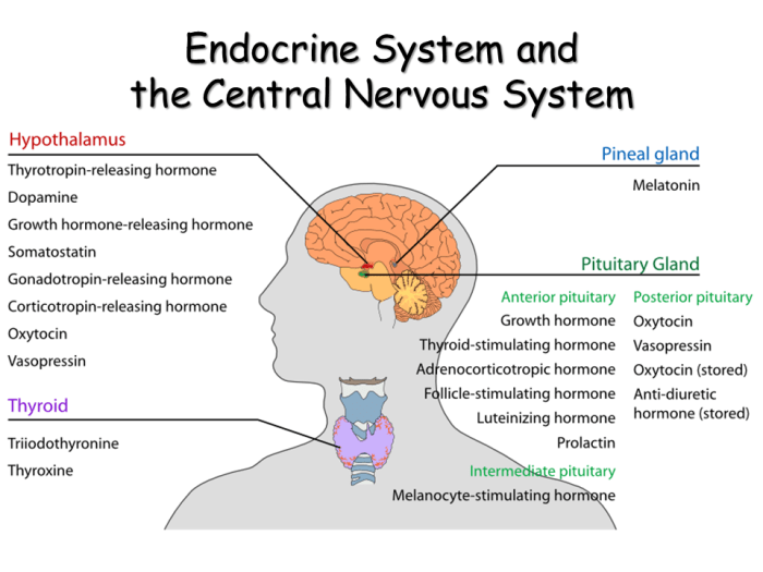 Test chapter 7:13 endocrine system