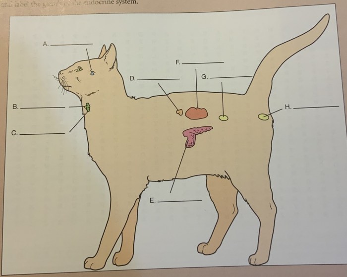 Test chapter 7:13 endocrine system