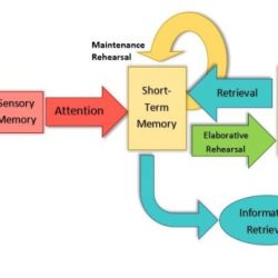 Definition slidesharetrick term long neuronal temporal refining association