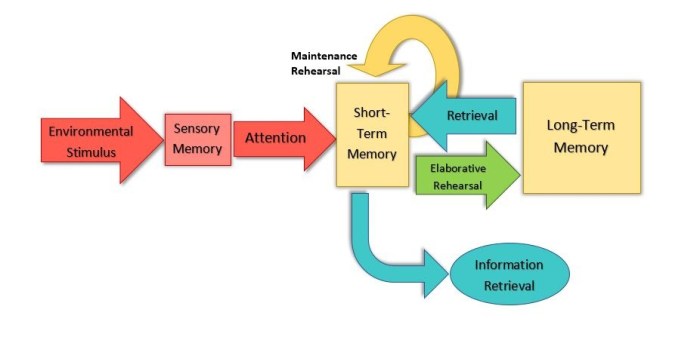 Definition slidesharetrick term long neuronal temporal refining association