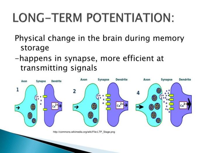 Long term potentiation ap psychology