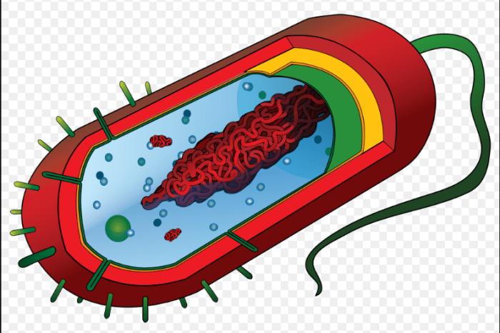 Provides support for the cell has two subparts