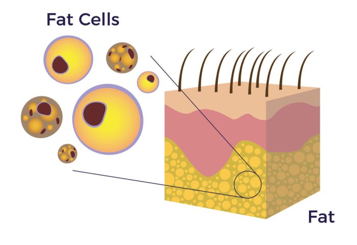 The medical assistant identifies the fatty tissue as